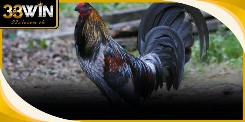 Chăm sóc đúng cách giúp chiến kê nhập ngoại luôn duy trì sức khỏe tốt