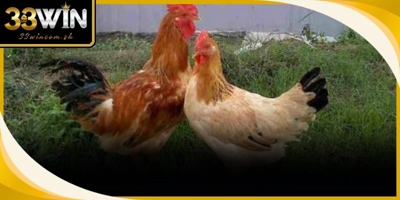 Các Giống Gà Đá Ngoại Nhập