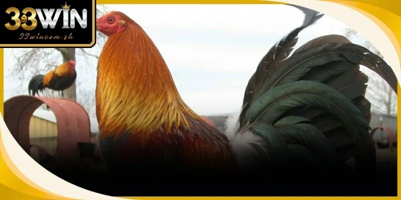 Chiến kê nhập ngoại sở hữu dáng vẻ oai phong cùng những đòn đá uy lực