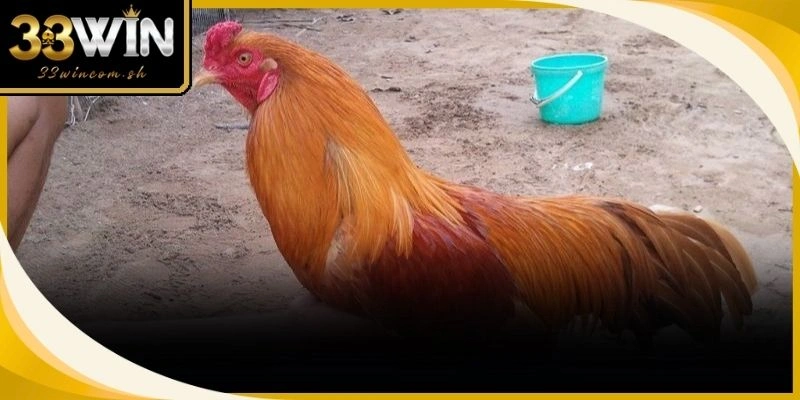 Các Giống Gà Đá Việt Nam