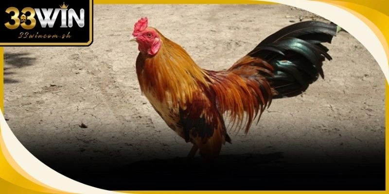Dòng gà nội địa luôn giữ vững bản sắc riêng biệt nhờ những đòn đá hiểm hóc