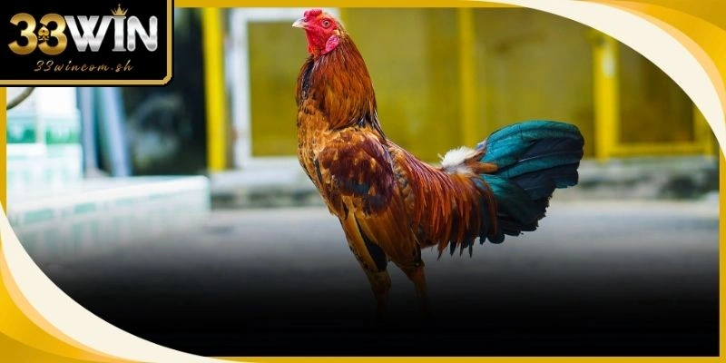 Gà nội địa mang lại sự tự hào cùng bản lĩnh chiến đấu vô song trên sàn đấu