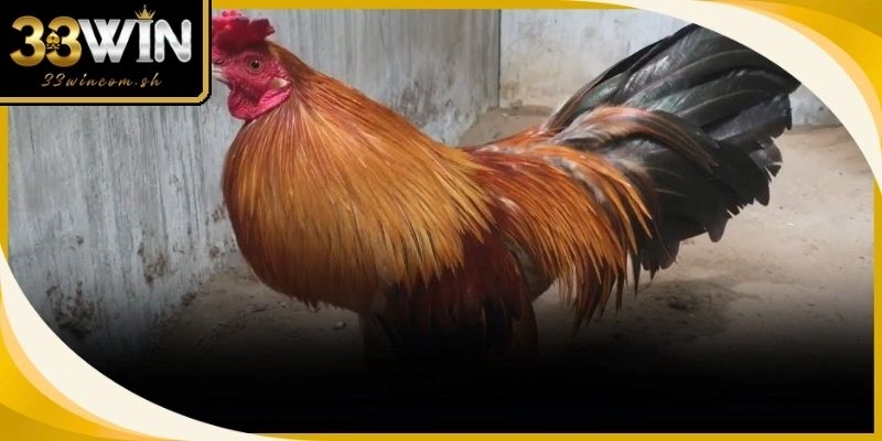 Cấu tạo cơ thể cân đối phản ánh trực tiếp khả năng chịu đòn và lối đánh