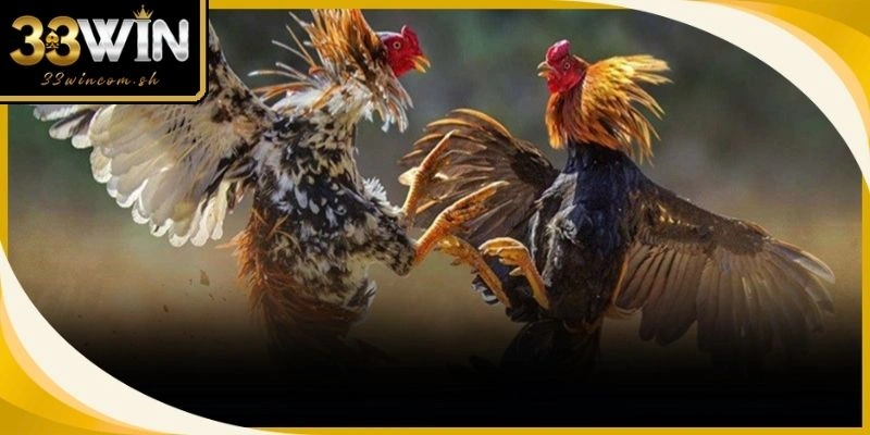 Huấn luyện thể lực giúp gà chọi sở hữu cơ bắp cứng cáp cùng lối đá linh hoạt