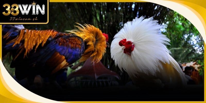 Chế độ dinh dưỡng đặc biệt giúp gà chọi thay lông nhanh và đạt bộ cánh bóng