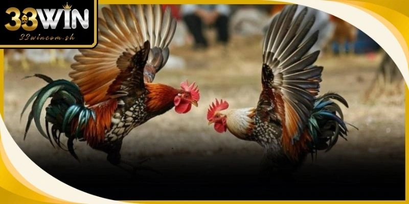 Chiến kê cần chế độ ăn uống khoa học nhằm tăng cường thể chất dẻo dai