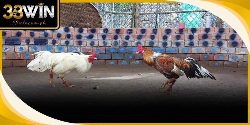Cách Chăm Sóc Gà Đá Độ