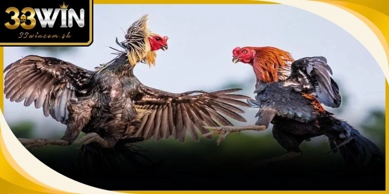 Chiến kê cần thực đơn đủ chất nhằm duy trì sức bền trong các trận chiến tốc độ